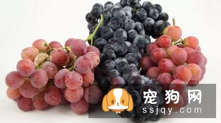狗狗哪些水果能吃和不能吃？狗狗应该怎么吃水果？