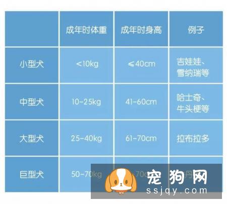 搞不清狗狗的生理阶段？看这篇文章就够了！