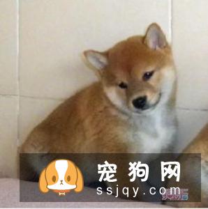柴犬肚子毛色多久变白 柴犬的毛色有几种