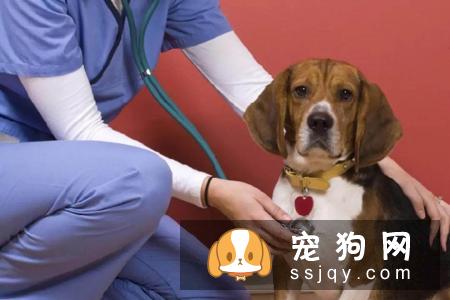 宠物常见的五大健康问题