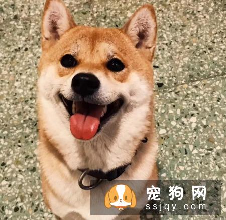 如何呵护狗狗口腔健康