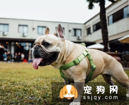 10只狗里只有3只狗可以按照这样的方法去排便