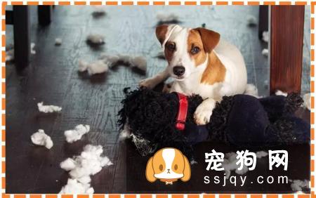 “分离焦虑症”可能出现的症状