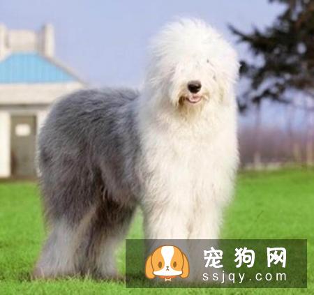 常见的宠物狗品种你都认识吗？宠物大全了解一下!