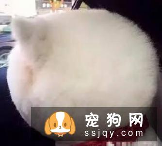 柴犬剃毛多久能长出来 如何让柴犬毛发长得快