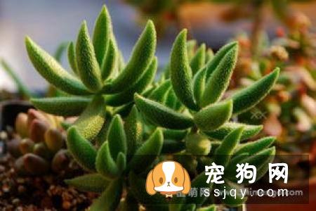 蝴蝶犬的喂养和繁殖方法
