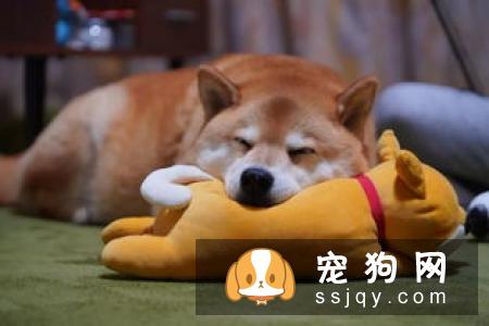 柴犬到底能不能养 秋田犬被禁养的原因