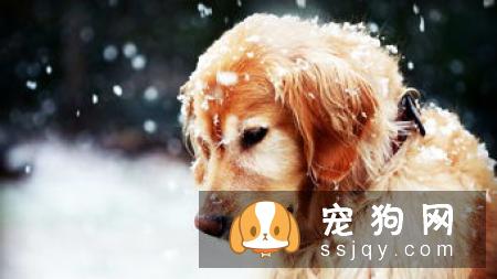 母犬产后应该怎么保健