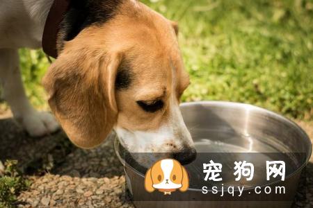 狗狗冬天可以喝冷水吗?