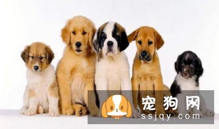 外企加班狗怎么养好娃？上班族养狗必备知识