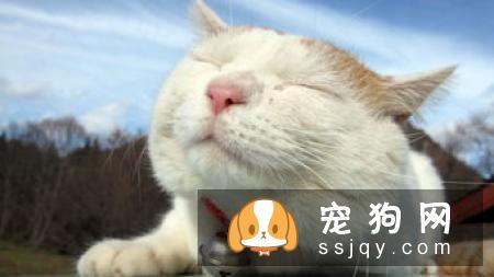 狗狗传染病初期与感冒症状相似，可别误判了哦！