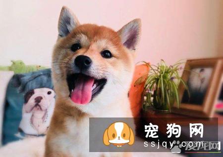 柴犬几个月可以吃干粮 如何给柴犬过渡到吃干粮