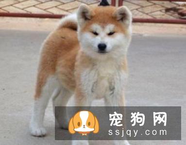 豆柴犬多少钱 怎样区分豆柴犬和柴犬