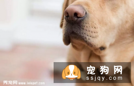 从狗狗的鼻子可以看出它们身体健康的信息