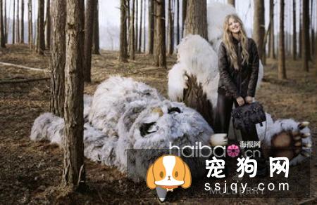 理论都一样，为什么自己和训犬师的训练差异这么大呢？