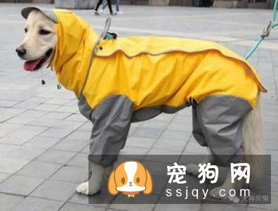 柴犬脚趾炎 柴犬脚趾炎这样做最科学