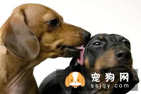 狗狗为什么喜欢到处舔?原来狗狗舔舐也有不同的意思哦！