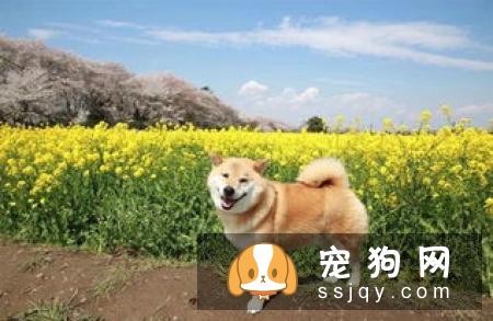 母柴犬发情该注意什么 柴犬发情的表现