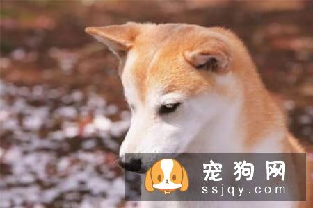 柴犬好还是秋田犬好 柴犬和秋田犬的个性分析