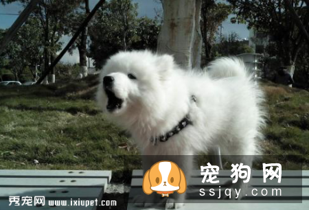 发抖的原因有哪些_宠物频道