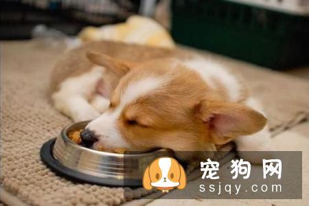 幼犬什么时候换牙，幼犬换牙需要注意些什么