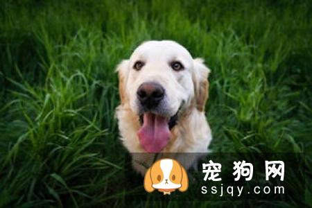 幼犬需要补充的这些营养，铲屎官须知！