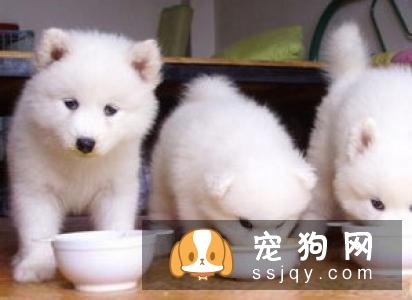 狗狗拉稀是什么原因引起的，用这六步法排查