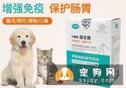 柴犬拉稀怎么办 导致柴犬拉稀的原因