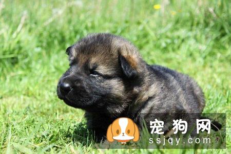 狗狗第一次打疫苗的时间?