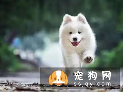 狗狗为什么会咬主人？看这几点你就明白了