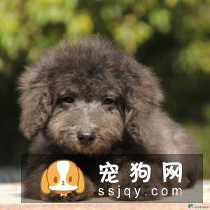 柴犬爪子是什么颜色 柴犬如何判断是否纯正