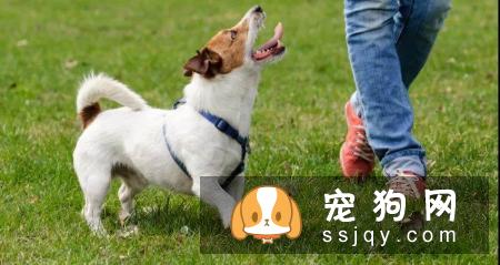 理论都一样，为什么自己和训犬师的训练差异这么大呢？
