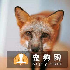 柴犬尾巴不蓬松 柴犬尾巴不蓬松的原因