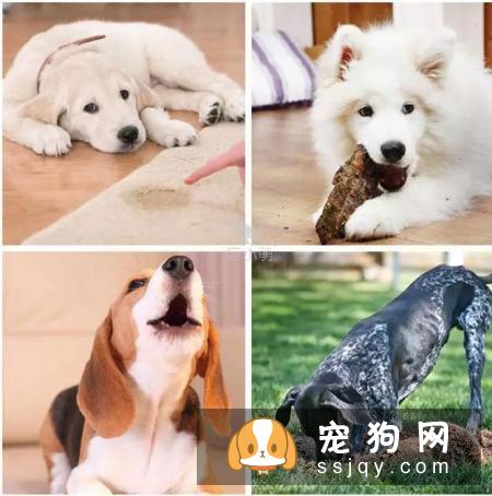 身价70亿的训犬师告知你，狗狗应该这样训练