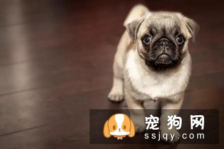 如何将狗狗训练成工作犬一样服从命令？