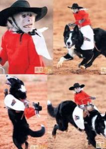 理论都一样，为什么自己和训犬师的训练差异这么大呢？