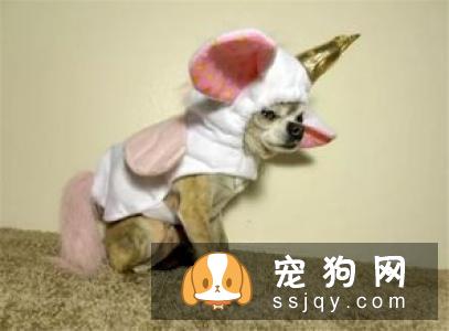 衣服作为一个“门面”,给狗狗穿上好看的衣服,打扮得漂亮