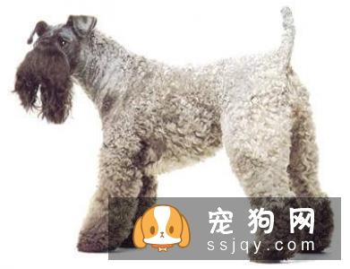 常见的宠物狗品种你都认识吗？宠物大全了解一下!