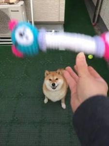 柴犬多久认主 柴犬认主表现是这样