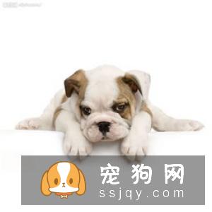 与狗零距离接触，狗狗除口臭四大技巧！