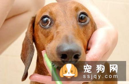 狗狗恒齿长齐,洁白光亮换牙注意事项