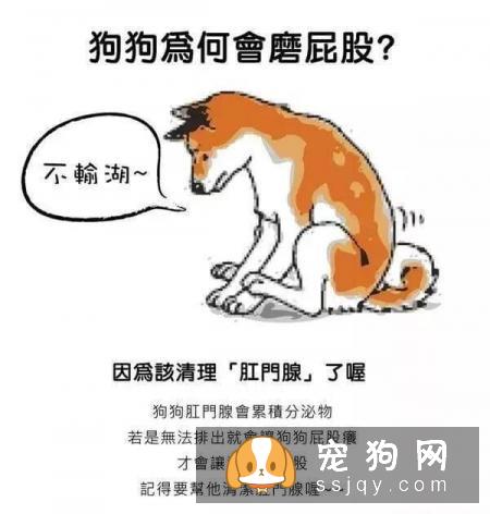 最强养狗基本知识，养狗必备干货