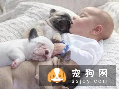 远离！养狗圈的“十大邪教”，科学养犬才是王道！