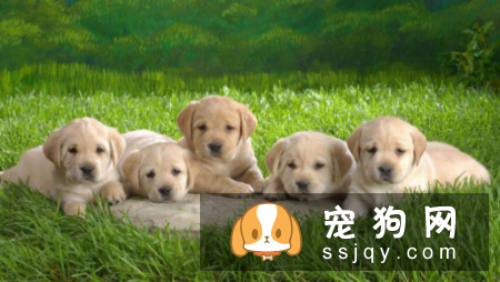 如何判断狗狗体内是否有寄生虫