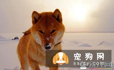 柴犬一年能生几次 柴犬一窝生几个
