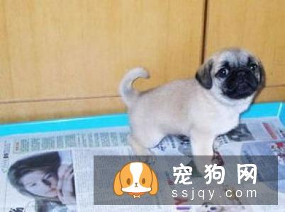 狗狗尿尿调教妙招!