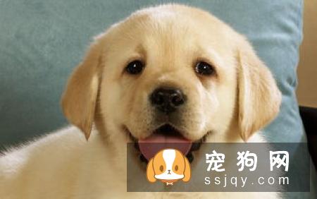 最强养狗基本知识，养狗必备干货