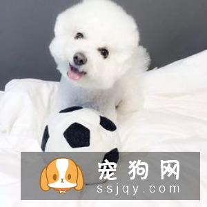 狗狗从怀孕到生产应该如何照顾？