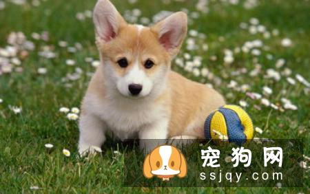 防中暑有妙招，让狗狗快乐健康过夏天！