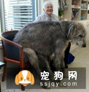 给狗狗梳毛的几大好处_宠物频道